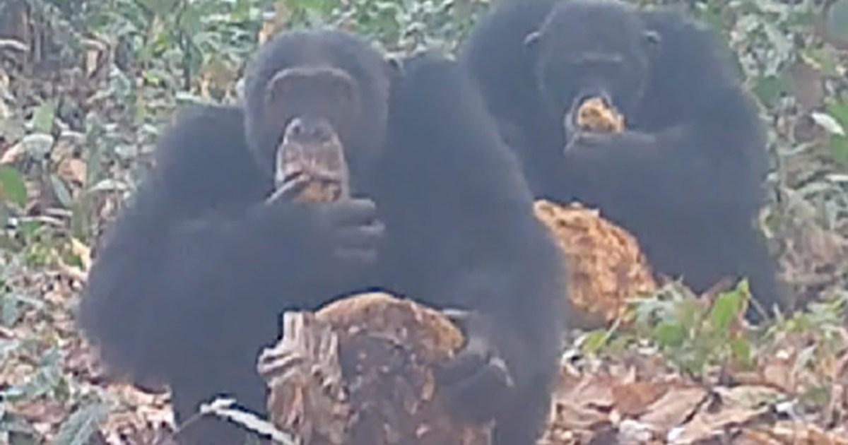 Wild chimps filmed on the lash sharing around 'boozy' fermented fruit | News Tech