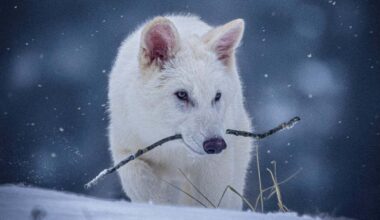 Colossal's dire wolf 'de-extinction' criticised by conservation group