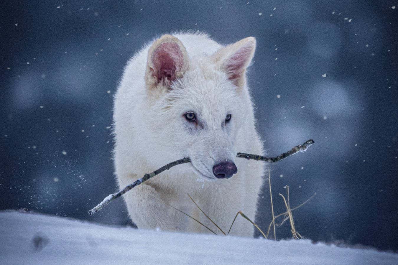 Colossal's dire wolf 'de-extinction' criticised by conservation group
