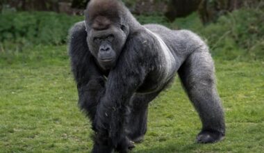 Could 100 men defeat a gorilla in a fight? Simulation reveals outcome of insane brawl | News Weird