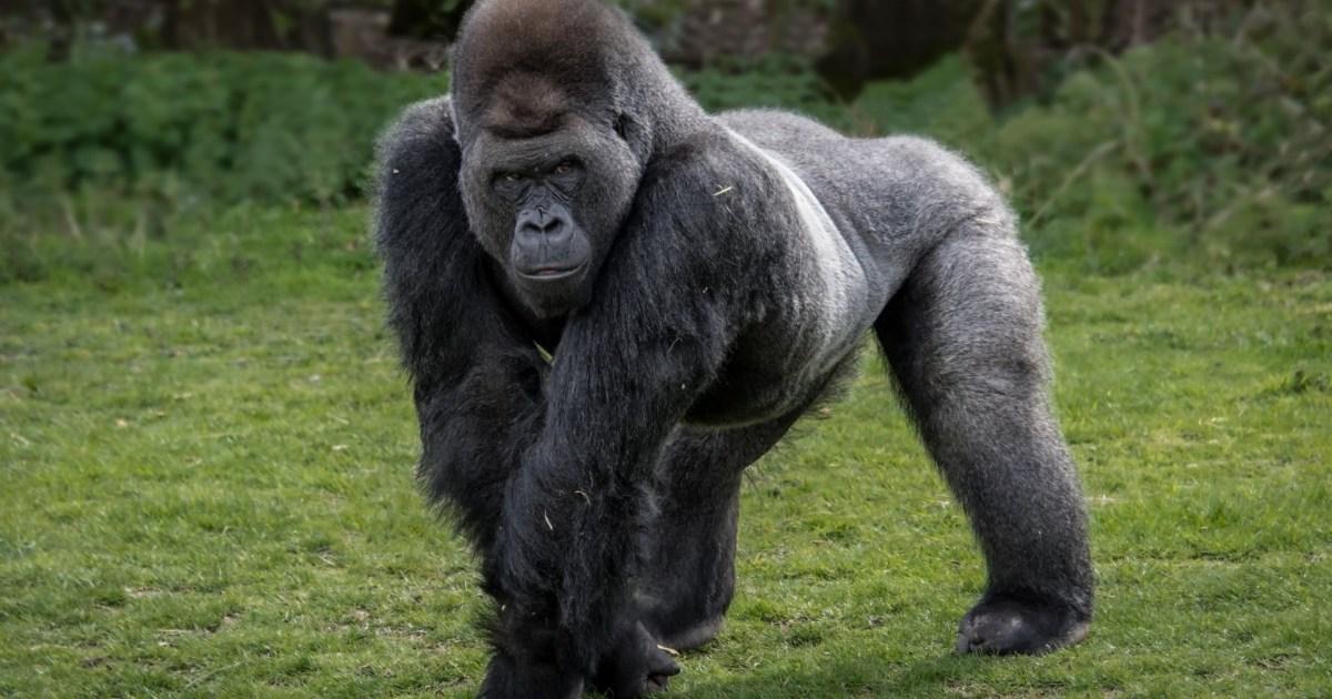 Could 100 men defeat a gorilla in a fight? Simulation reveals outcome of insane brawl | News Weird