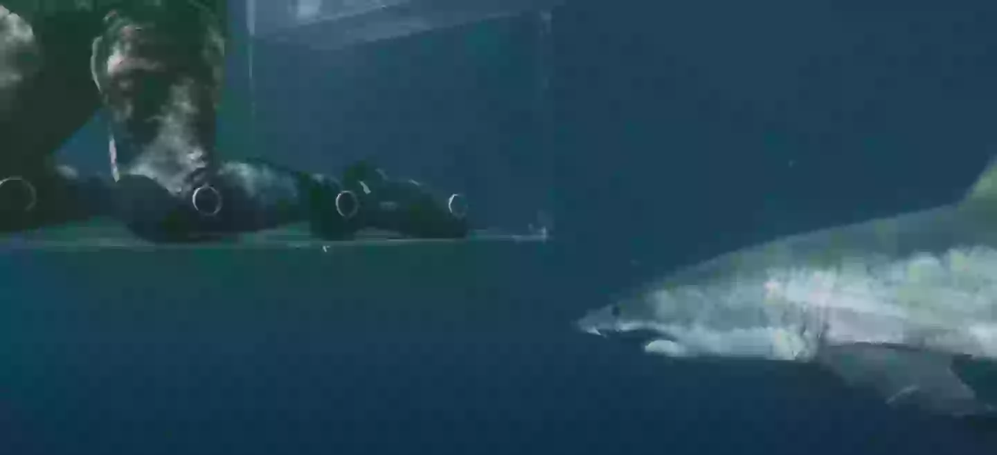 The shark circled the cage before attacking (Discovery Plus)