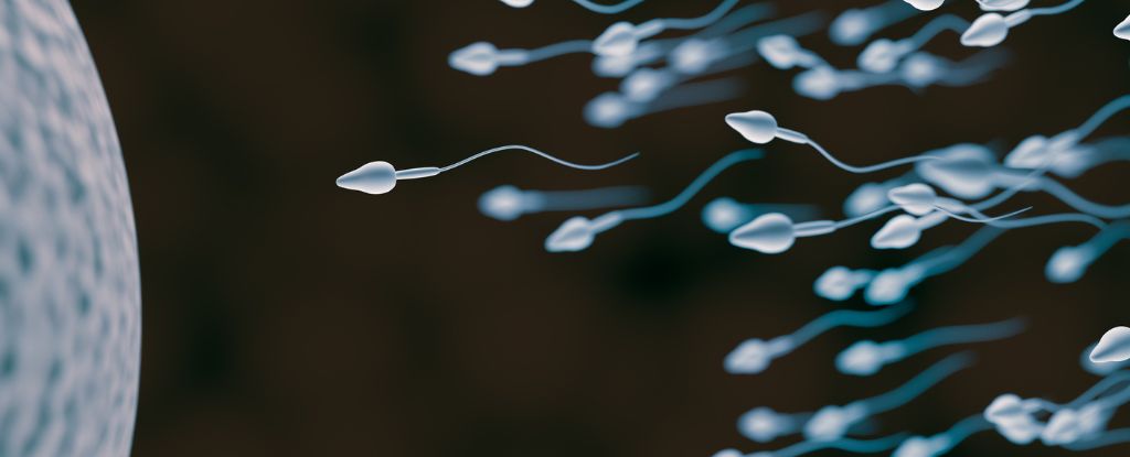 Hormone-Free Male Birth Control Pill Enters Clinical Trials For The First Time : ScienceAlert