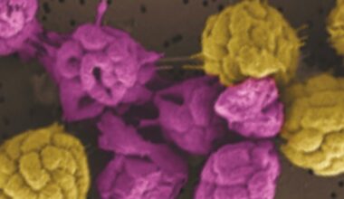 Strange Bacteria That Can't Live Alone Hint at Early Steps to Complex Life : ScienceAlert