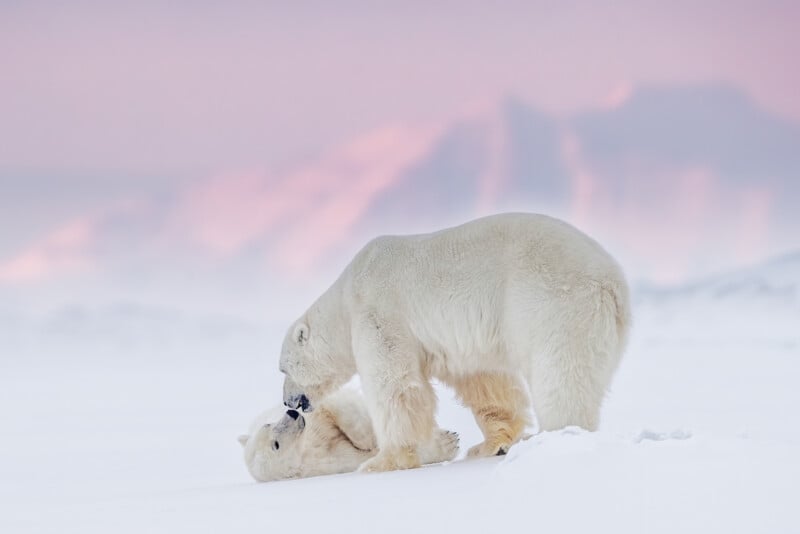 Two polar bears playfully interact on a snowy landscape. One bear is on its back, while the other leans over it. The background features soft, pink-hued mountains under a pastel sky, creating a serene atmosphere.