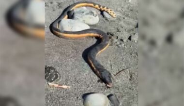 Yellow-bellied sea snake found on South Island’s West Coast, the second one in New Zealand in a week