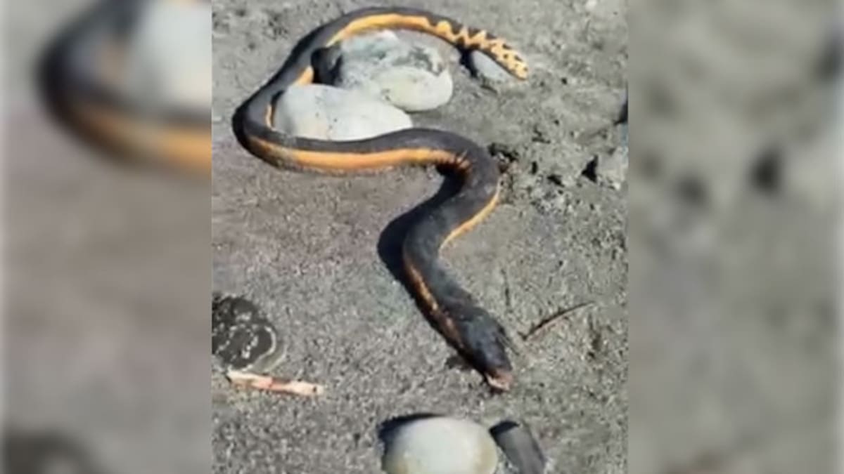 Yellow-bellied sea snake found on South Island’s West Coast, the second one in New Zealand in a week