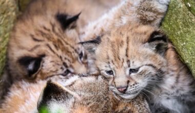 Tiny Lynx Cubs