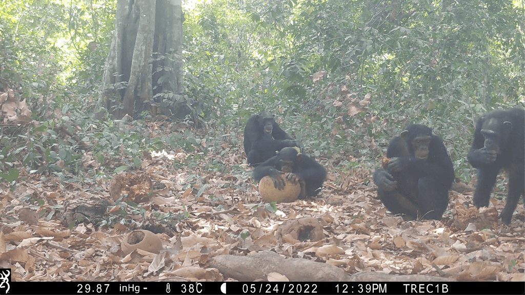 chimpanzees share breadfruit
