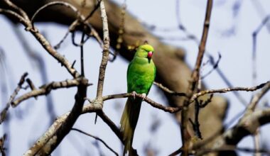 Council in a flap after tropical birds flock to roost in north Belfast park