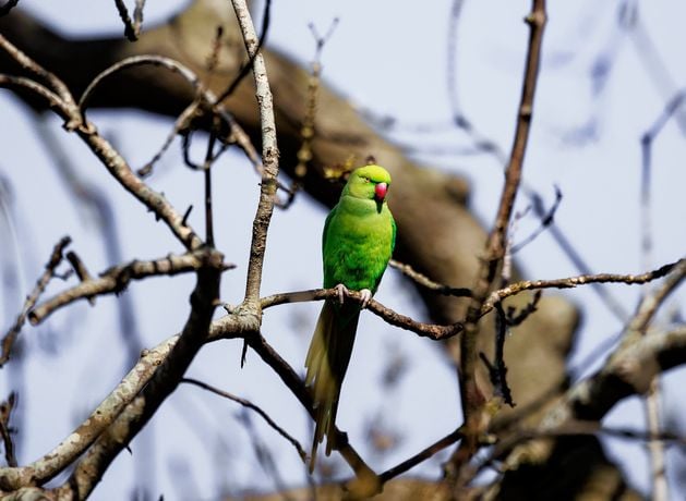 Council in a flap after tropical birds flock to roost in north Belfast park