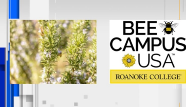 Roanoke College earns Bee Campus USA certification