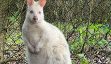 Wildlife experts called to help catch escaped albino wallaby in Dover area