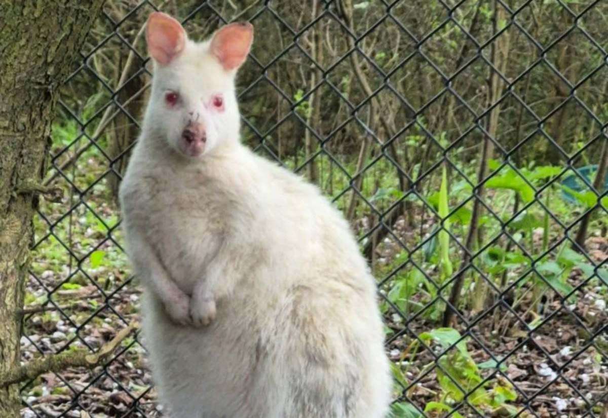 Wildlife experts called to help catch escaped albino wallaby in Dover area