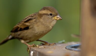 Which birds fly highest in our gardens according to RSPB ‘watch’?