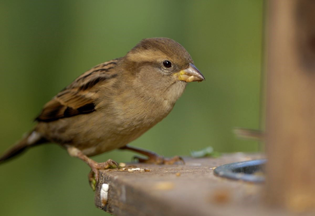 Which birds fly highest in our gardens according to RSPB ‘watch’?