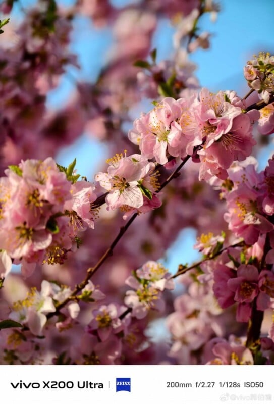Close-up of a branch adorned with vibrant pink cherry blossoms against a clear blue sky. The image is sharp and well-lit, showcasing the blossoms' delicate petals and intricate details.