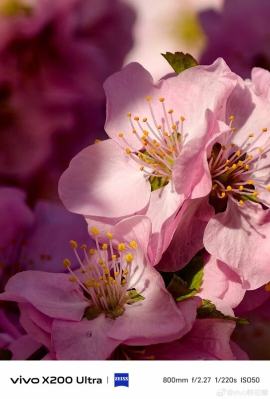 Close-up of pink flowers with delicate petals and yellow-tipped stamens against a blurred background. The lighting highlights the texture and color of the blossoms.
