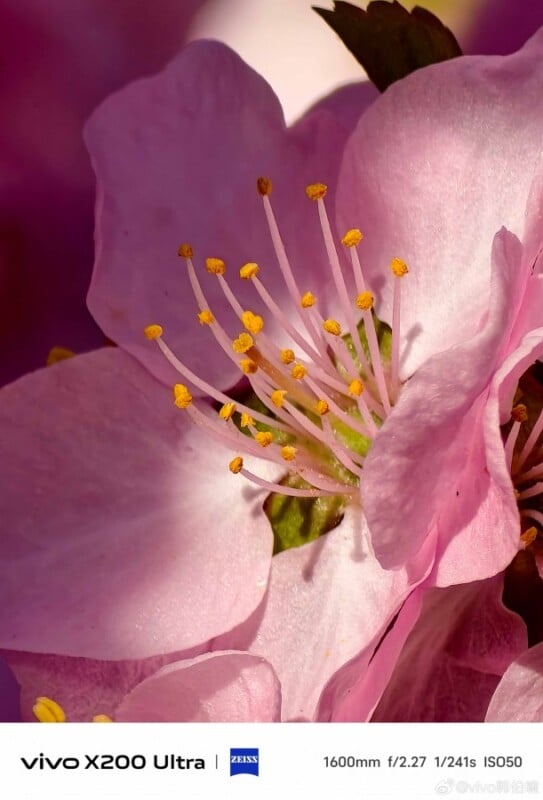 Close-up of a pink flower with delicate petals and yellow-tipped stamens against a blurred background. The bottom of the image has text displaying "vivo X200 Ultra," camera settings, and a logo.