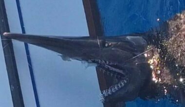 Canarian Weekly - VIDEO: Rare species of shark is spotted for the first time in Canary Islands waters