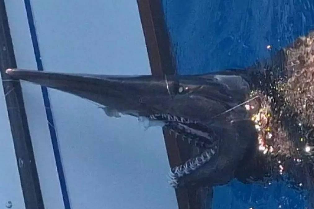 Canarian Weekly - VIDEO: Rare species of shark is spotted for the first time in Canary Islands waters