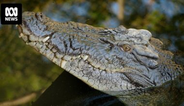 Foreign fishers intercepted after suspected crocodile attack in NT waters