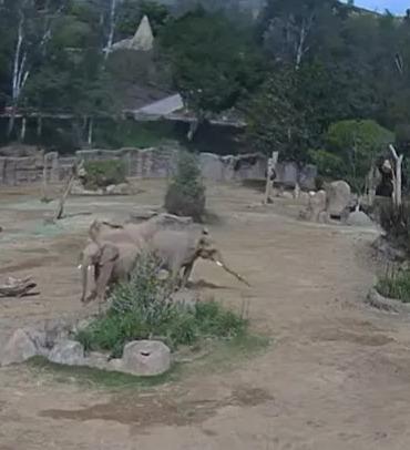 Elephants huddled together in a zoo enclosure.