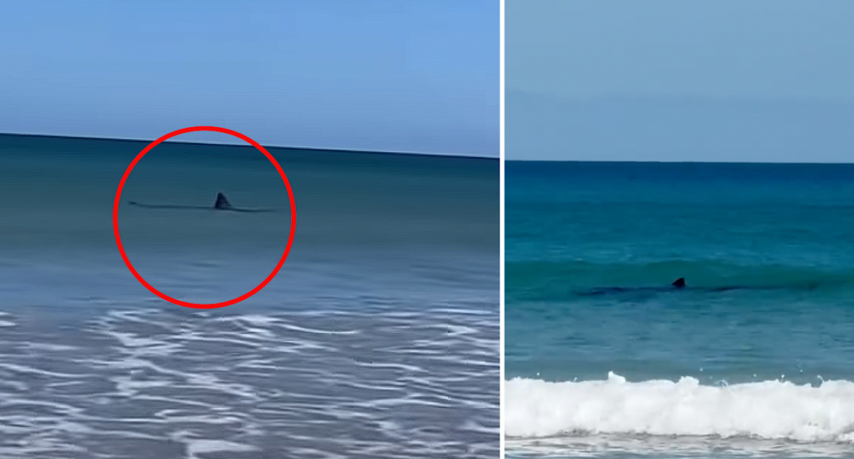 Swimmers flee popular Aussie beach as 'massive' great white shark spotted metres from shore