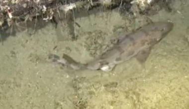 Deep sea camera captures footage of rare shark at the bottom of the ocean for first time