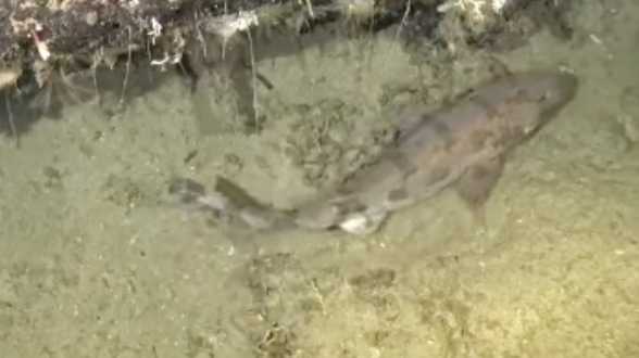 Deep sea camera captures footage of rare shark at the bottom of the ocean for first time