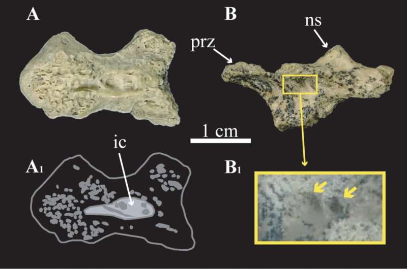 Air pockets found in bones of alvarezsauridae skeleton for first time