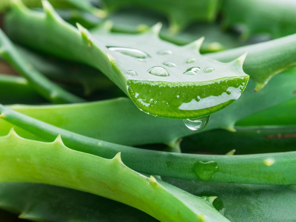 a close up of a cut. aloe plant with aloe oozing out