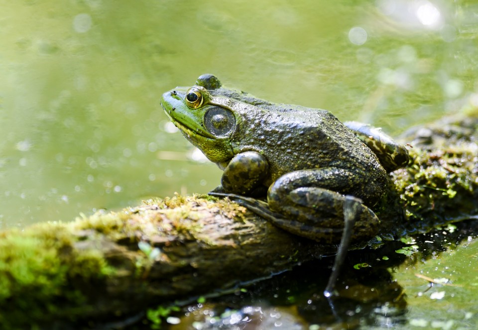 American bullfrog sitting on a log in the water.
