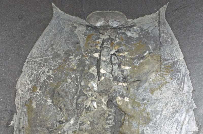 Ancient fossil sheds big light on evolution mystery: Solving a 100-year arthropod mystery