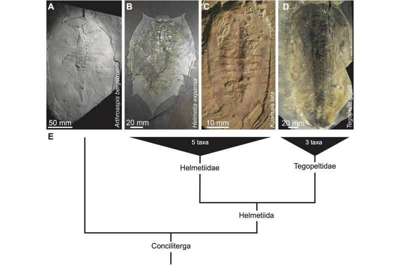Ancient fossil sheds big light on evolution mystery: Solving a 100-year arthropod mystery