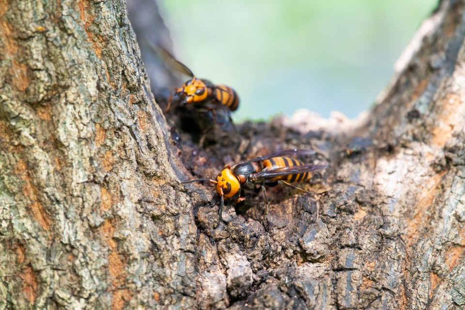 Two Asian giant hornets on a tree trunk.