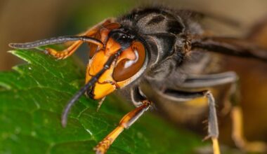 Killer Asian hornets invade Britain as warning issued for ‘unprecedented’ surge in sightings