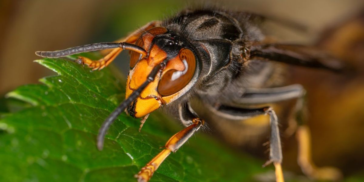Killer Asian hornets invade Britain as warning issued for ‘unprecedented’ surge in sightings