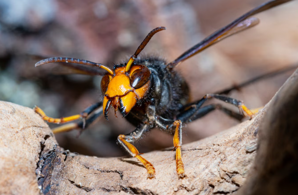 Asian hornet