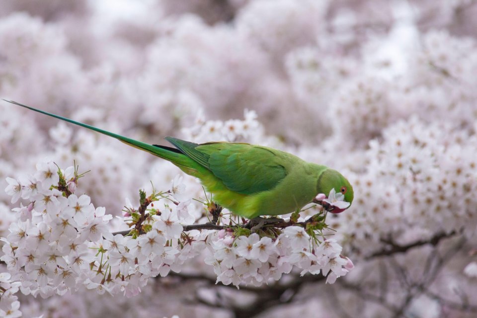 A green parakeet eating cherry blossoms.