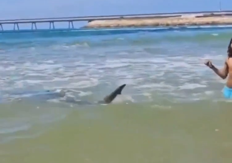 Shark swimming near a boy in the ocean.