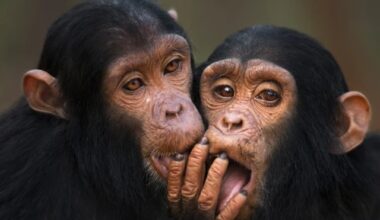A Breakthrough in Human Evolution and Conservation – Sri Lanka Guardian