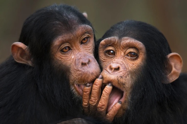 A Breakthrough in Human Evolution and Conservation – Sri Lanka Guardian