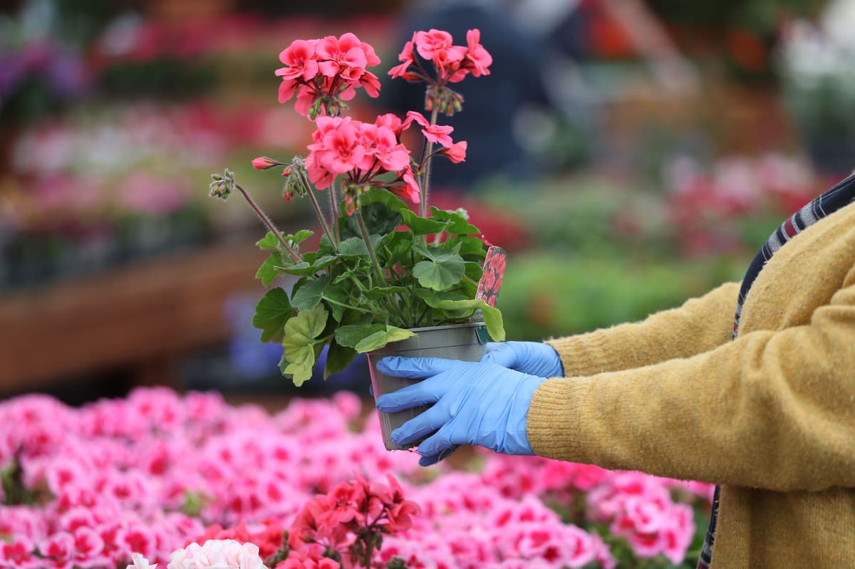 Post-Brexit rules makes buying plants ‘impossible’ in Northern Ireland, MPs say