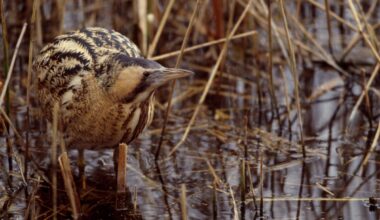 A bittern spotted in the UK (Andy Hay/RSBP)