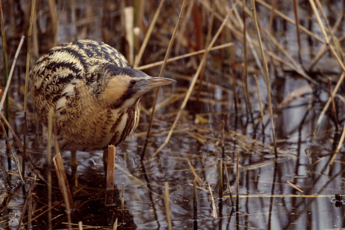 A bittern spotted in the UK (Andy Hay/RSBP)