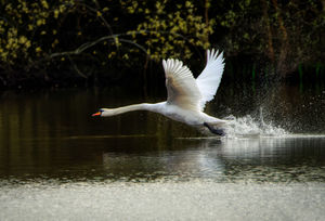 Swan taking off