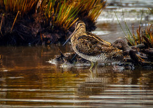 A Snipe bird taken at Venus Pool Reserve.