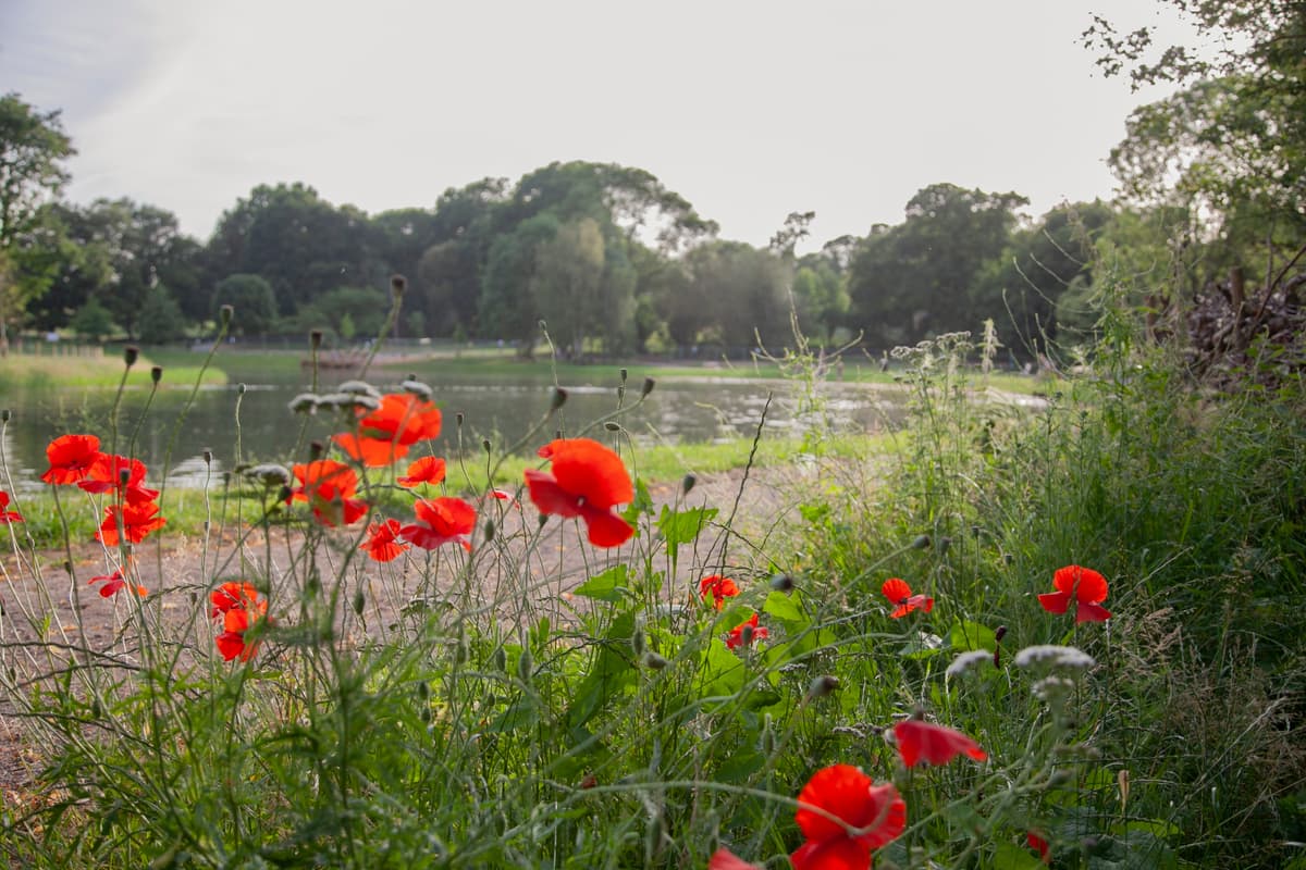 South East London park evacuated as boy, 16, goes missing after swimming in lake - London Evening Standard