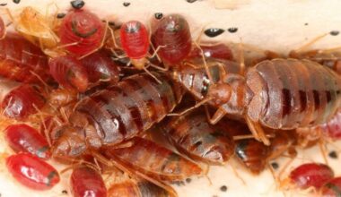 Bed Bugs Appear to Have a Genetic Resistance to Pesticides : ScienceAlert